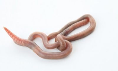 dieta de gusanos