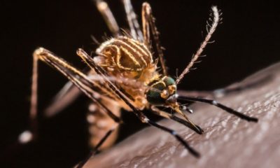 virus zika