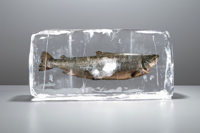 pescado congelado