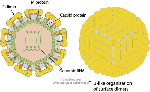 Virus Flaviviridae