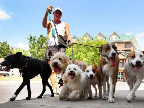 caminador de perros