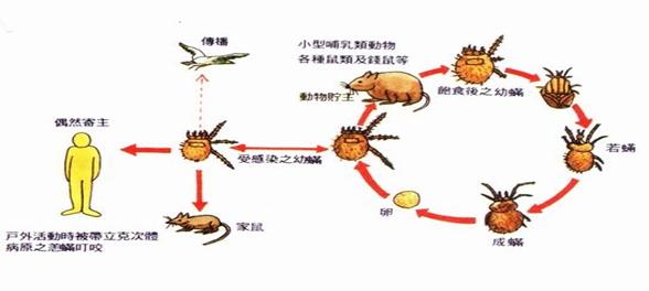 ciclo-biologico-orientia-tsutsugamushi