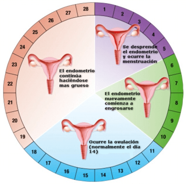 Cuáles son los días fértiles