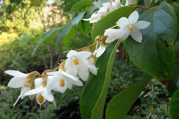 arbol de benjui